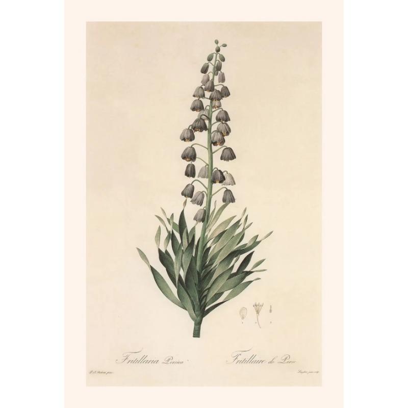 Vintage Botanical Posters Canvas Painting And Prints Classic Wall Art Picture for Living Room Office Home Decor Frameless Gift