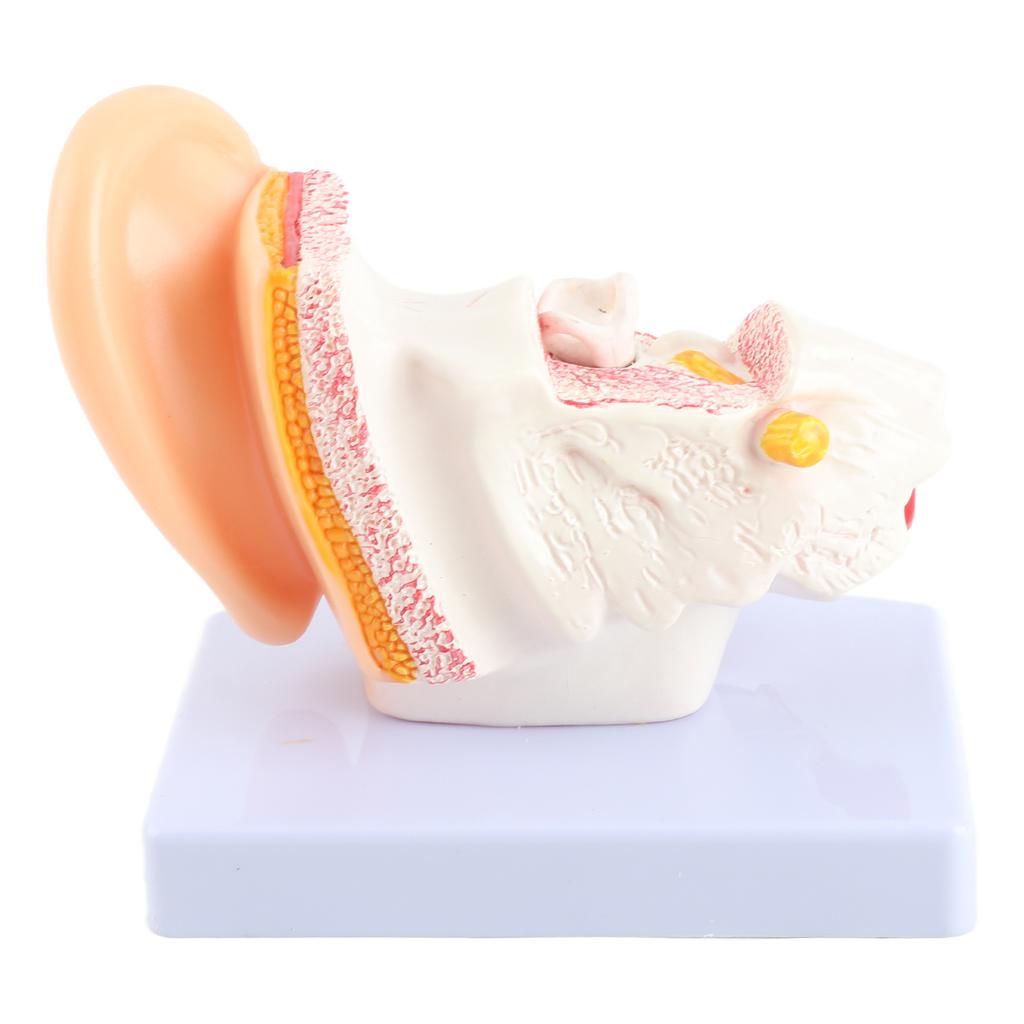 Ear Model Anatomy 1.5:1 Magnified Scientific Professional Simulation Small Human Anatomy Model