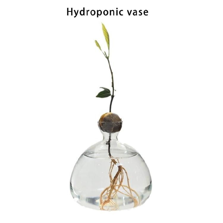 Klare Hochborosilikatglas Avocado Anzuchtvase Hydroponische Blumenvase Pflanzenbehälter Wachstumsvase Geschenk