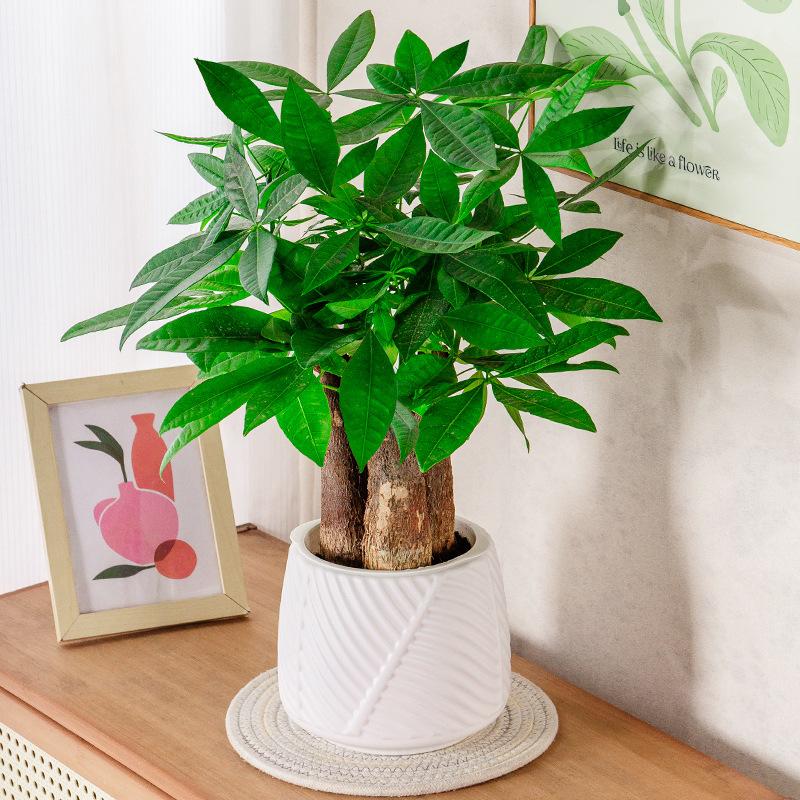 1 Pc Mini Self Watering Flower Pot Fish Tank Transparent Plastic Plant Pots Self Watering Planter Pot Vase For Home Decoration