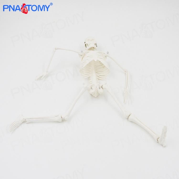45cm Movable Human Skeleton Model: Ideal for Yoga, Art, and Orthopedic Education