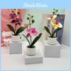Phalaenopsis Flower Potted For Event Decor And Indoor Embellishment Home