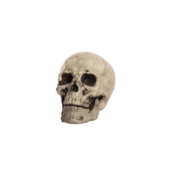 Halloween Skull Head Decor Plastic Realistic Human Skull Figurine for Graveyard Scene Haunted House Bar Home Table Decorations