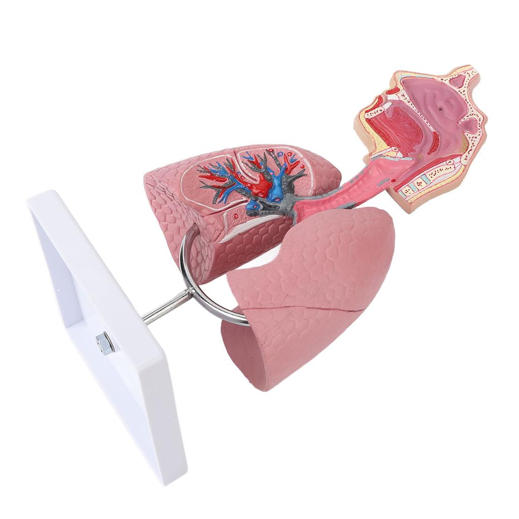 Respiratory System Model with Removable Heart Human Lung Anatomical Display for Students Study Teaching Tool