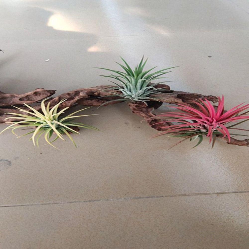 Large Branch Driftwood Wood Branches Driftwood Ornaments Aquarium Driftwood  Reptiles