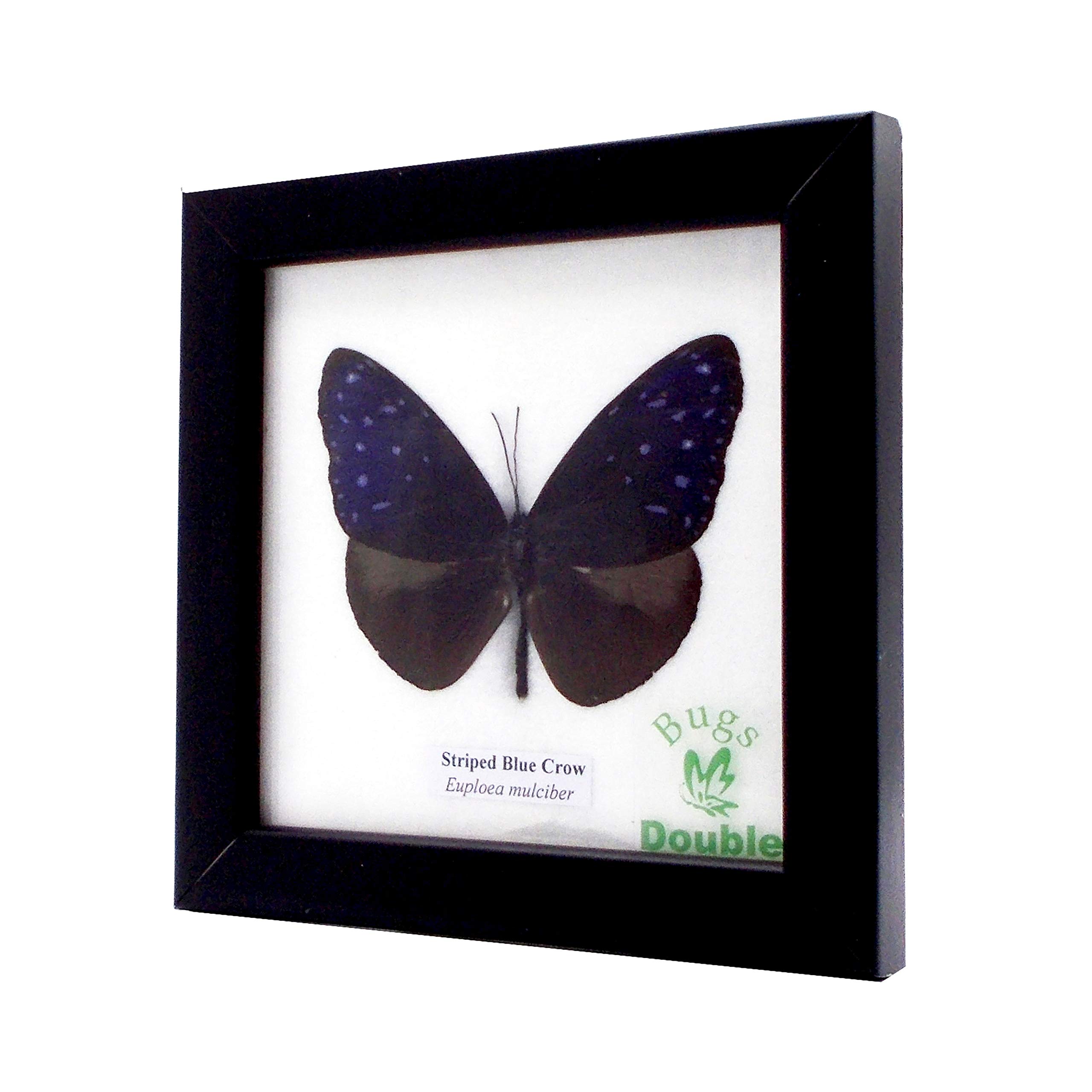

Framed Insect Specimen Butterfly Striped Blue Crow (Male)