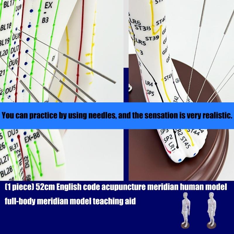 Human Acupuncture Model with Meridian Points Male Acupuncture Model Female Acupuncture Model with Numbered Chinese Point