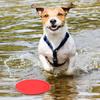 Outdoor Sports Durable Chew Pet Training Toy Interactive Dog Toys Resistance Bite Soft Rubber Toys Pet Flying Discs Dog Frisbeed