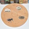 Montessori Plant & Animal Life Cycle Educational Toy Set for Early Learning