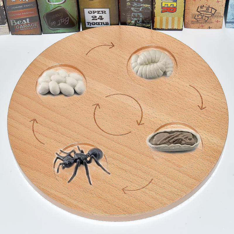 Montessori Plant & Animal Life Cycle Educational Toy Set for Early Learning