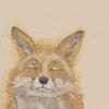 Bev Davies Zen Fox Canvas Print