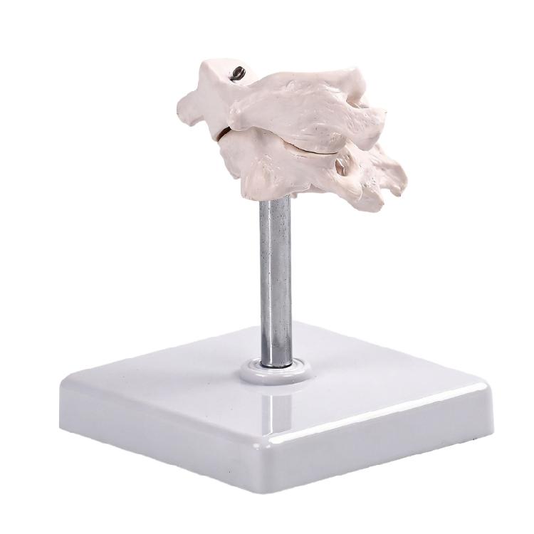 Accurate Human Occipital Bone Model For Clinical Training Features Rotation Capability And Quality PVC For Durability