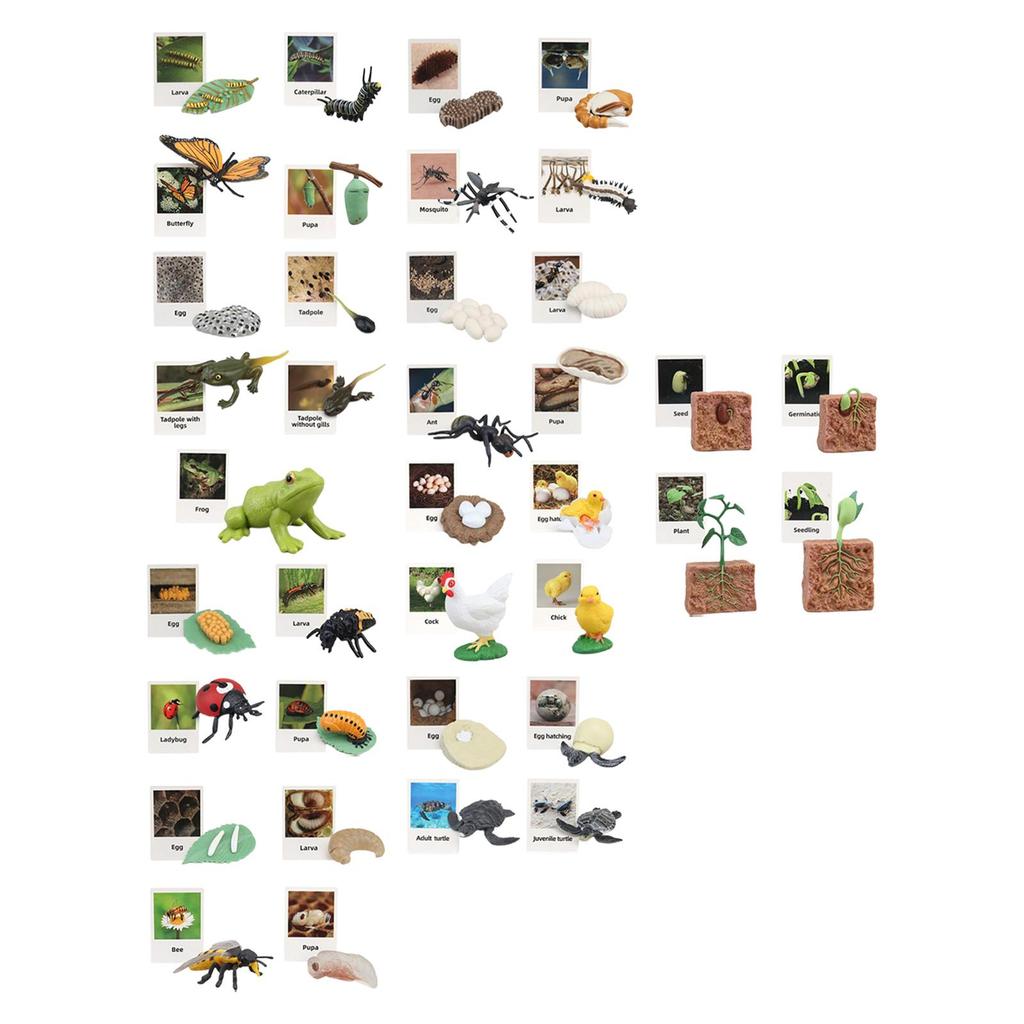 Animal Figurines Set for Biology Education And Party Gifts