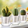 Self Watering Planter 4 Inch Clear Glass Indoor Pot with Reservoir   Drainage Holes 2 Pack