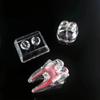 With Base Decomposable Dental Teeth Model Separable Tooth Root Structure Model  Oral Treatment