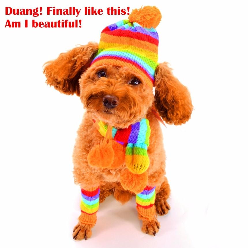 Accesorii pentru cățeluși de iarnă pentru animale de companie, pălării cu dungi tricotate, eșarfă șosete, animale mici, mici, mari, produse pentru pisici Yorkshire Chihuahua