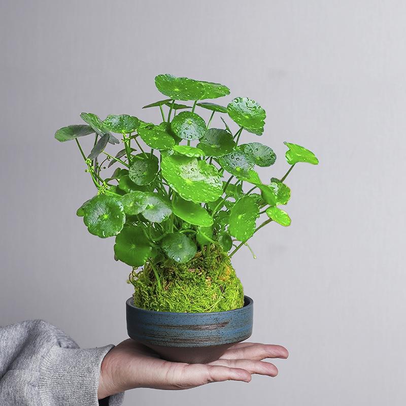 Retro Kiln Change Wenzhu Moss Ball Hydroponic Flower Pot Flower Arrangement Utensils Non-Porous Copper Coin Grass Green Dill Narcissus Pot