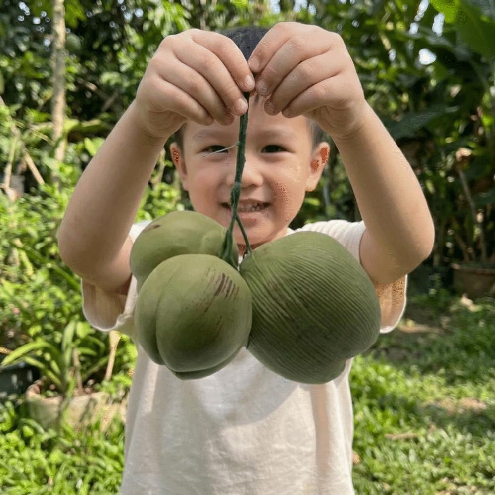 Green Artificial Coconut Plastic Fruit Ornament Fake Coconut Fruit Weddings