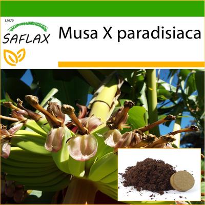 Gewöhnliche Banane – 10 Samen – Mit Blumenerde für eine bessere Kultivierung – Musa X paradisiaca