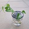 Flower Stem Holder Plant Starter Trays Germination Cover Plant Propagation Trays  Horticultural