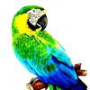 Handcrafted Parrot Figurine for Outdoor Display