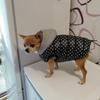 Winter Warm Dog Clothes for Dogs Pet Dog Thick Coat Polka Dot Puppy Pet Vest Jacket Waterproof Dog Clothing Chihuahua French Bulldog Hoodies Outfit