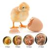For Chicken Duck Bird Pigeon Farm Hatchery Adjustable Digital Temperature 7 Egg Poultry Incubator Mini Egg Incubator Brooder