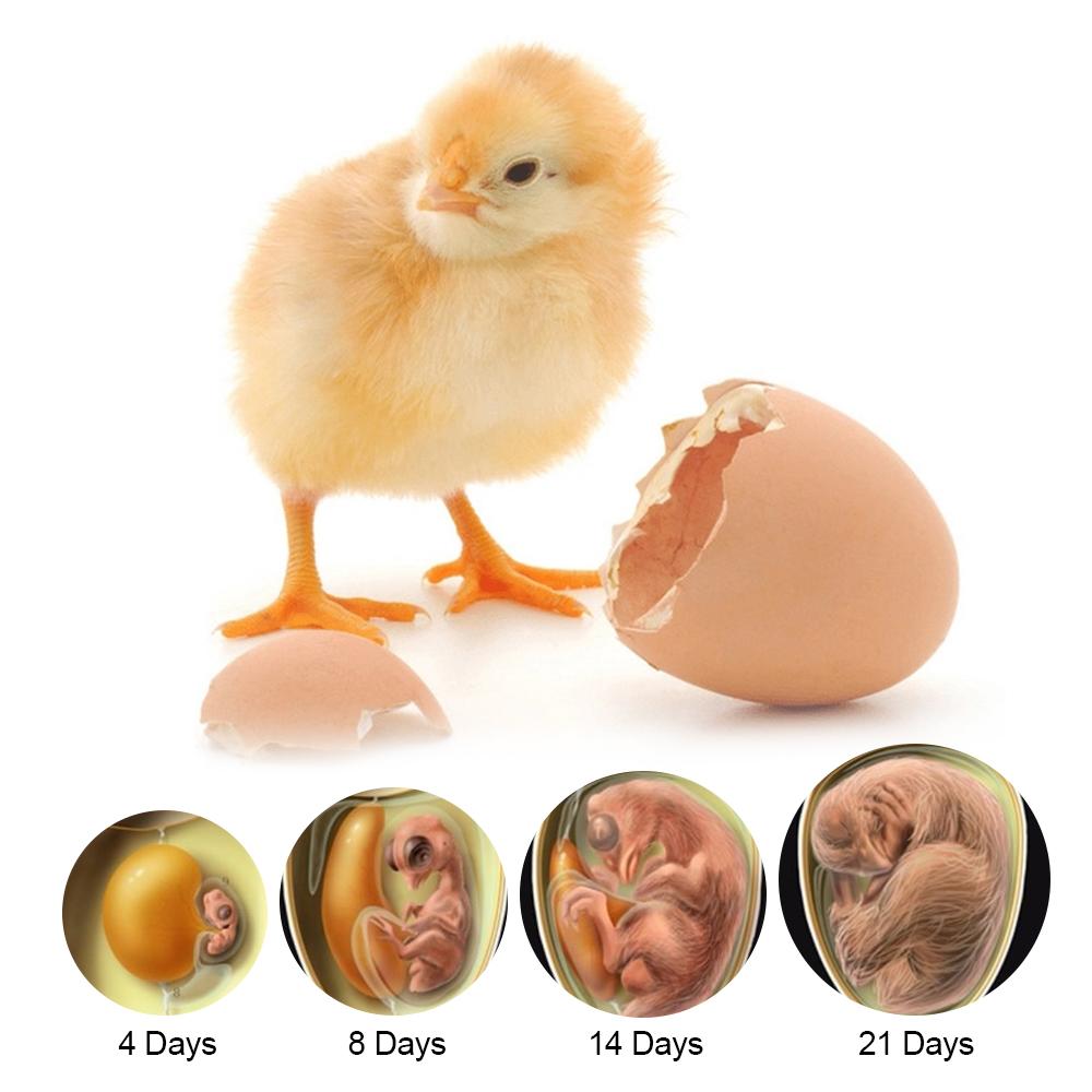 For Chicken Duck Bird Pigeon Farm Hatchery Adjustable Digital Temperature 7 Egg Poultry Incubator Mini Egg Incubator Brooder