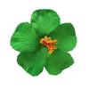 Hibiskus & Frangipani Kopfschmuck Haarspange für Damen - Perfekt für Hochzeiten & Urlaube