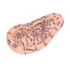 6.7in Ear Acupuncture Model Silicone Engraving Ear Massage Acupuncture Model for Home Laboratory