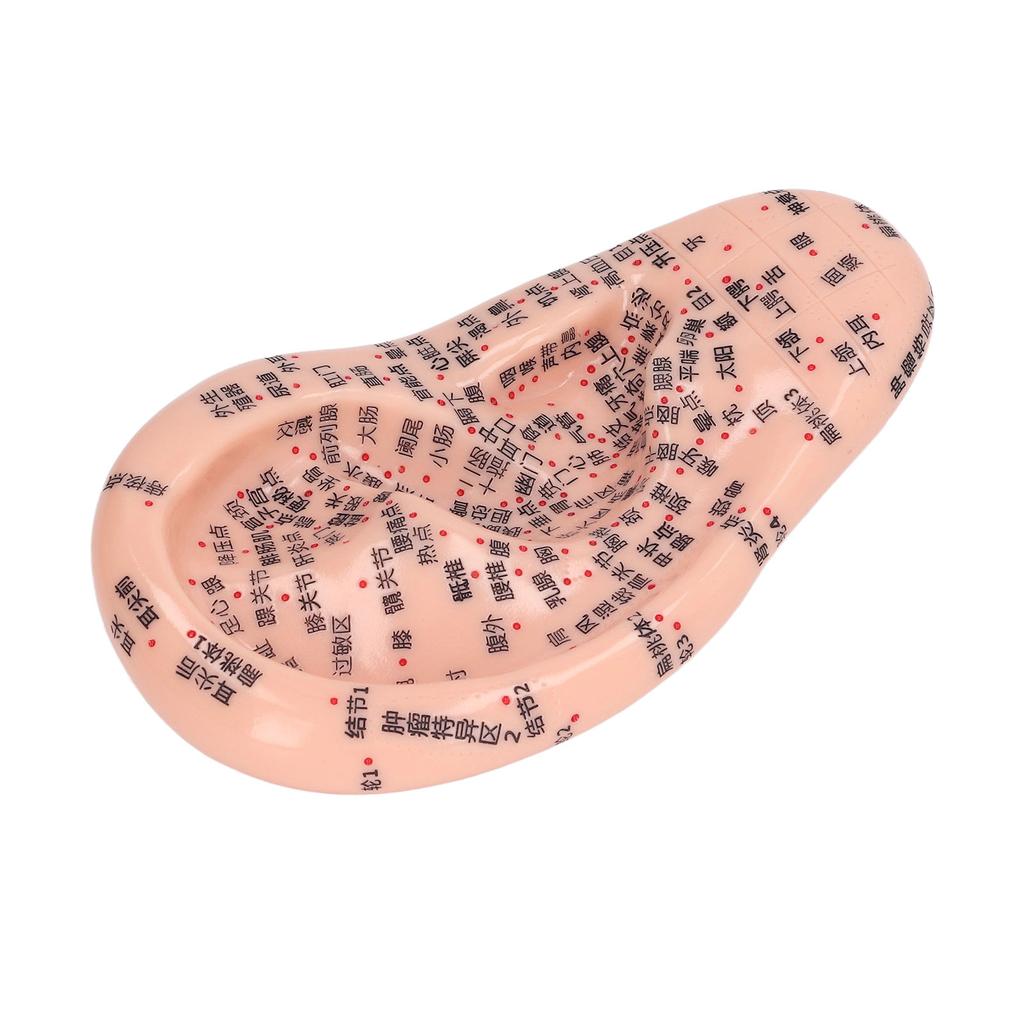 6.7in Ear Acupuncture Model Silicone Engraving Ear Massage Acupuncture Model for Home Laboratory