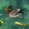 Duck Pond Decor ,Animal Sculpture, Collection, Decorative Resin Figurine ,Garden Statue for