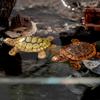 Schattige Schildpadden Familie Drijvers, Mini Aquarium Decoratie voor Vijver Vis Tank, Levensgetrouwe Drijvende Versiering, Cadeau voor Schildpad Liefhebber