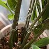 4Pcs/set Plant Anti-toppling Support Green plant fixator flower hydroponic folding fixed support Suitable for Gardenging Supplies