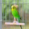 Bite Resistant Wood Parrot Swing Wear-resistant Parrot Swing Pole  for Parrots Parakeets