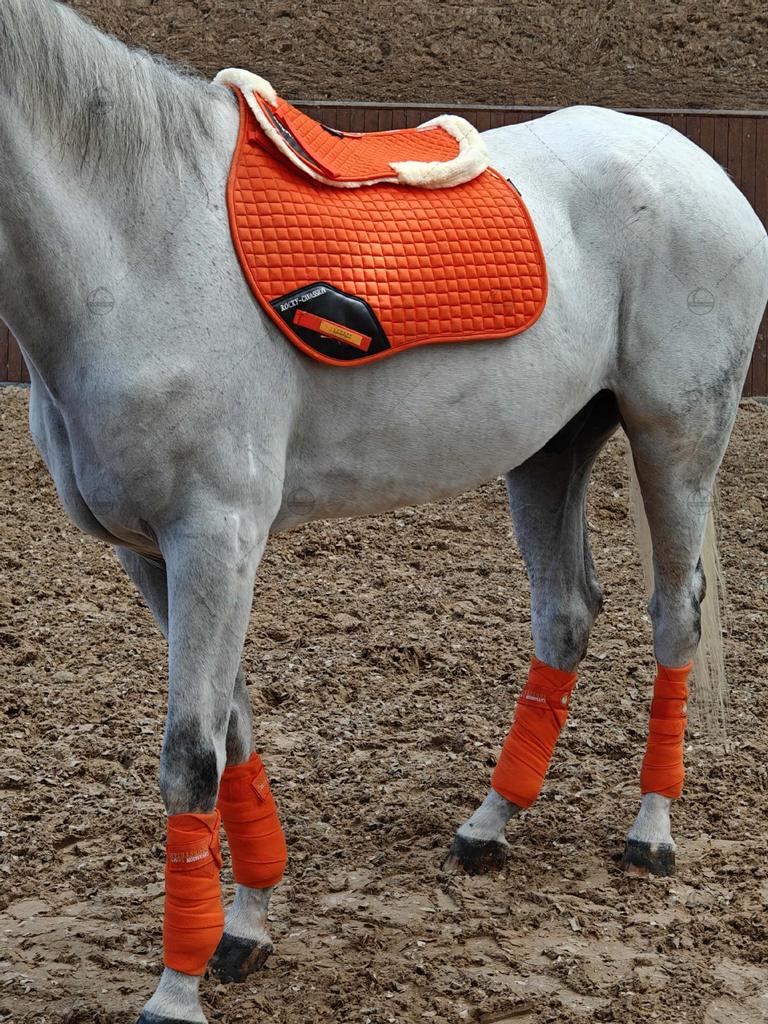 Six-Piece Equestrian Set: Ear Covers, Saddle Pads, Leg Wraps, Halters, Lead Ropes, and Matching Tack