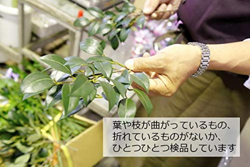 Yamakyu Artificial Sakaki Pair Stems for Shinto Silk Sakaki CT Catalyst Includes Sponge for Vase Mounting Trees, Small, (6 Total), Altars, Approx.