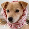 Atmungsaktiver Haustier-Snood Verstellbares Hundehalsstützkragen Bequeme Hundeearmstulpen Pflegesalon