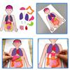 Diy Human Organ Recognition Non-woven Fabric Teaching Kit For Children Science Experiment Material Set