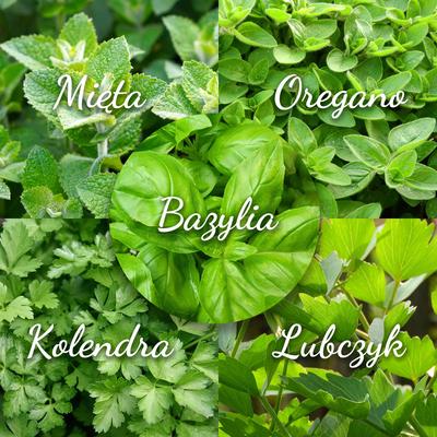 Set med örtfrön mint oregano basilika koriander libbsticka 5 st. till trädgården