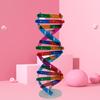 DNA Models Double Helix Structure Teaching Toy ABS Double Helix DIY Human Genes for Biological Science