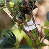 100 Pack Garden Plant Clips, Tie Plants Twine Vine Trellis Cages Vine Vegetable Tools Grafting to Grow Healthier Straight Plants - RIpj