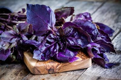 150 Purple Basil Seeds - Aromatic Plant - Reproducible Peasant Seeds - SemiWild