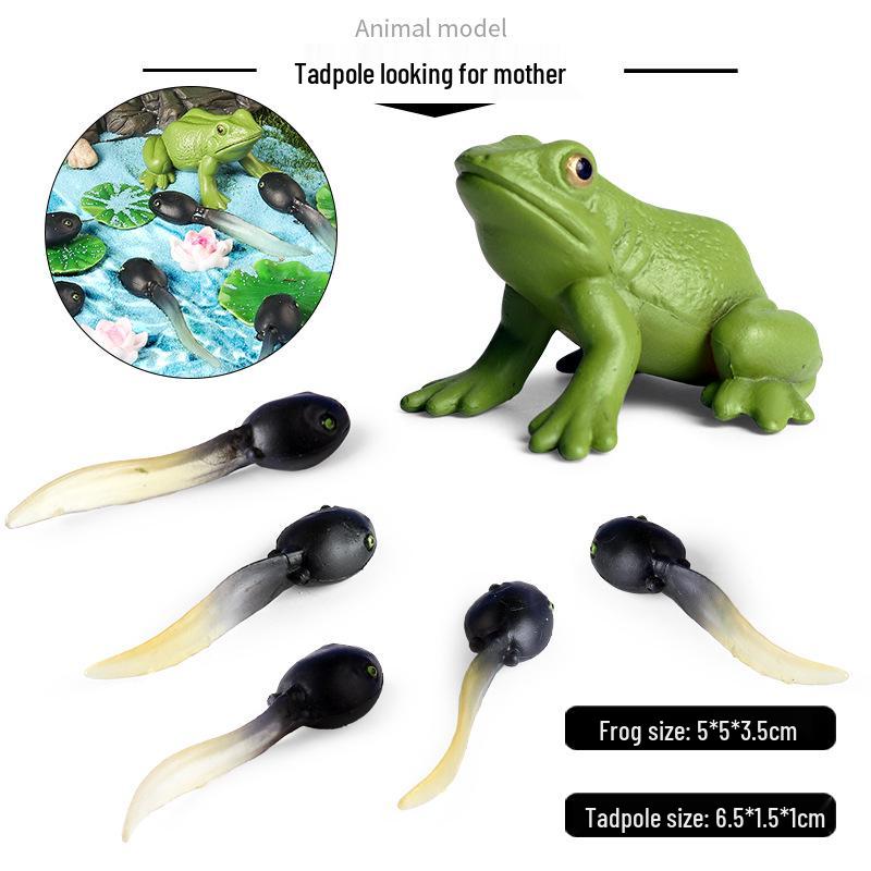 Frog Life Cycle Model Set: Tadpole to Frog Educational Toys for Kids