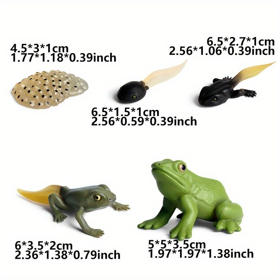Conjunto de 5 Figuras do Ciclo de Vida do Sapo Modelos Realistas de Plástico das Fases de Crescimento Decoração de Casa Display Colecionáveis Auxílio de Aprendizagem JXB