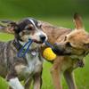 A Dog Toy Ball with Rope Practice and Reward for Dogs, Equipped with a Handle, Used for Training Throwing Toys, Tugboat Toys, Dog Toys