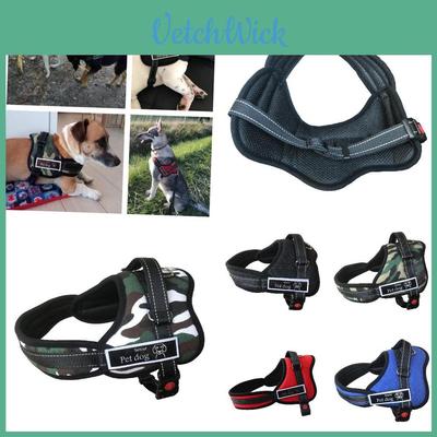 Köpek – Köpek Tasmaları ve Tasma Kayışları