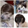 Bob Saç Kesimi Evcil Hayvan Peruğu Komik Tam Kaküllü Köpek Peruğu Kesilebilir Kısa Kedi Peruğu Ayarlanabilir Kayışlı Partiler ve Cosplay İçin Kostüm Aksesuarı