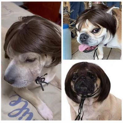Bobkapsel Huisdier Pruik Grappig Volle Pony Hond Pruik Trimmable Korte Kat Pruik met Verstelbare Band Kostuum Accessoire voor Feesten En Cosplay