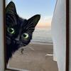 Cartoon Schwarze Katze Statisch Haftend Fensteraufkleber Abnehmbar Selbstklebend für Balkon Schlafzimmer Glas Heimdeko Kunst